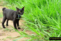 047.2023_08_08-International-Cat-Day.-47-