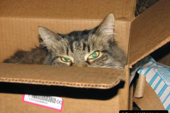 048.2023_08_08-International-Cat-Day.-48-