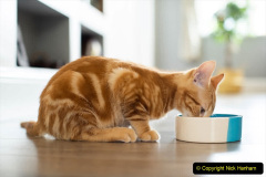 055.2023_08_08-International-Cat-Day.-55-