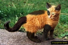 061.2023_08_08-International-Cat-Day.-61-