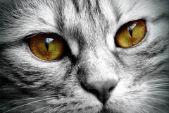 095.2023_08_08-International-Cat-Day.-95-