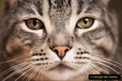 110.2023_08_08-International-Cat-Day.-110-
