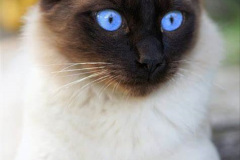 112.2023_08_08-International-Cat-Day.-112-