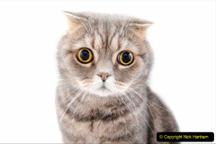 117.2023_08_08-International-Cat-Day.-117-