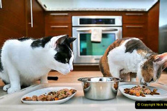 137.2023_08_08-International-Cat-Day.-137-