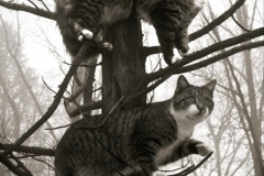 147.2023_08_08-International-Cat-Day.-147-