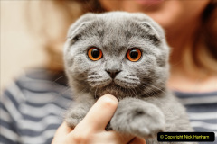 Portrait of a scottish fold breed blue cat