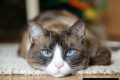 155.2023_08_08-International-Cat-Day.-155-