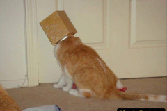 160.2023_08_08-International-Cat-Day.-160-