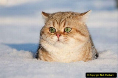164.2023_08_08-International-Cat-Day.-164-