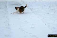 165.2023_08_08-International-Cat-Day.-165-