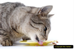 172.2023_08_08-International-Cat-Day.-172-