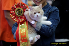 179.2023_08_08-International-Cat-Day.-179-