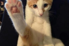 183.2023_08_08-International-Cat-Day.-183-