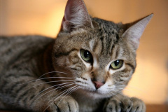 185.2023_08_08-International-Cat-Day.-185-