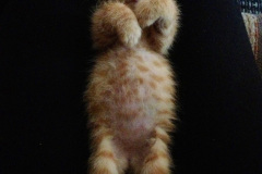 196.2023_08_08-International-Cat-Day.-196-