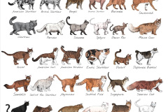 197.2023_08_08-International-Cat-Day.-197-