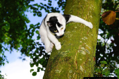 198.2023_08_08-International-Cat-Day.-198-