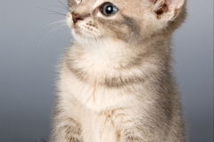 200.2023_08_08-International-Cat-Day.-200-