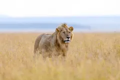 2023 August 10 World Lion Day