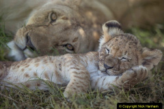 001.2023-08-10-World-Lion-Day.-1-