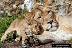 005.2023-08-10-World-Lion-Day.-4-