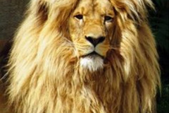 006.2023-08-10-World-Lion-Day.-5-