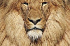 007.2023-08-10-World-Lion-Day.-6-