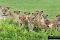 011.2023-08-10-World-Lion-Day.-10-