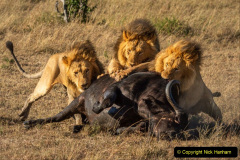 013.2023-08-10-World-Lion-Day.-12-