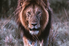 015.2023-08-10-World-Lion-Day.-14-