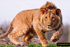 023.2023-08-10-World-Lion-Day.-22-