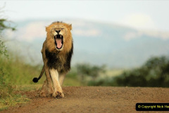 024.2023-08-10-World-Lion-Day.-23-
