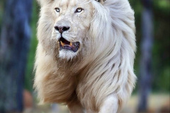 026.2023-08-10-World-Lion-Day.-25-