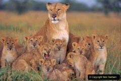031.2023-08-10-World-Lion-Day.-30-