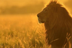 032.2023-08-10-World-Lion-Day.-31-