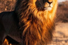 033.2023-08-10-World-Lion-Day.-32-