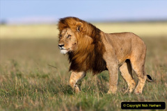035.2023-08-10-World-Lion-Day.-34-