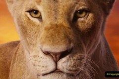 036.2023-08-10-World-Lion-Day.-35-