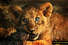 039.2023-08-10-World-Lion-Day.-38-