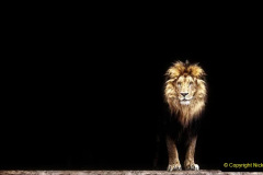 041.2023-08-10-World-Lion-Day.-40-