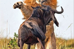 042.2023-08-10-World-Lion-Day.-41-