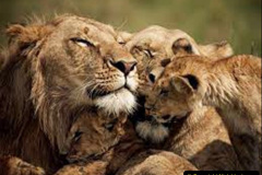 043.2023-08-10-World-Lion-Day.-42-