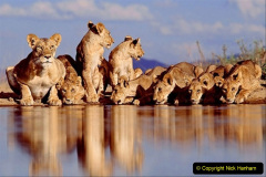 045.2023-08-10-World-Lion-Day.-44-