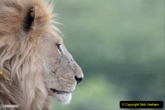 046.2023-08-10-World-Lion-Day.-45-
