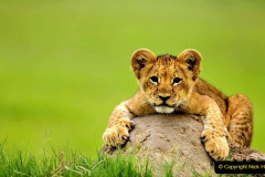 048.2023-08-10-World-Lion-Day.-47-