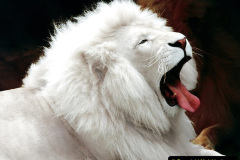 049.2023-08-10-World-Lion-Day.-48-