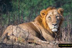 052.2023-08-10-World-Lion-Day.-51-