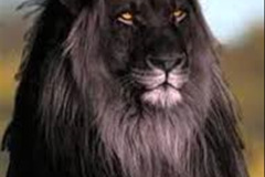 053.2023-08-10-World-Lion-Day.-52-