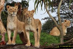054.2023-08-10-World-Lion-Day.-53-